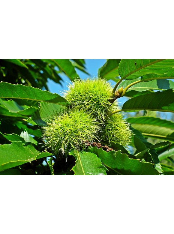 Kleiner Esskastanie | Castanea sativa Kleiner Esskastanie | Castanea sativa