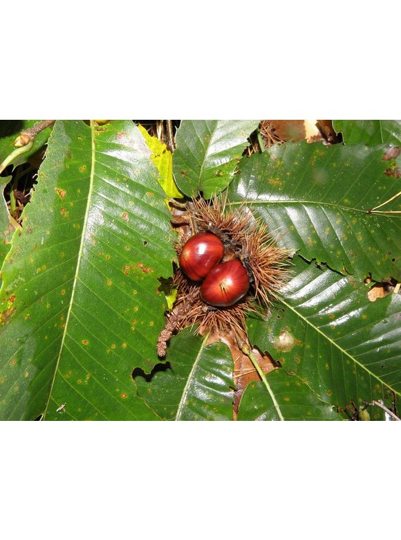 Kleiner Esskastanie | Castanea sativa Kleiner Esskastanie | Castanea sativa