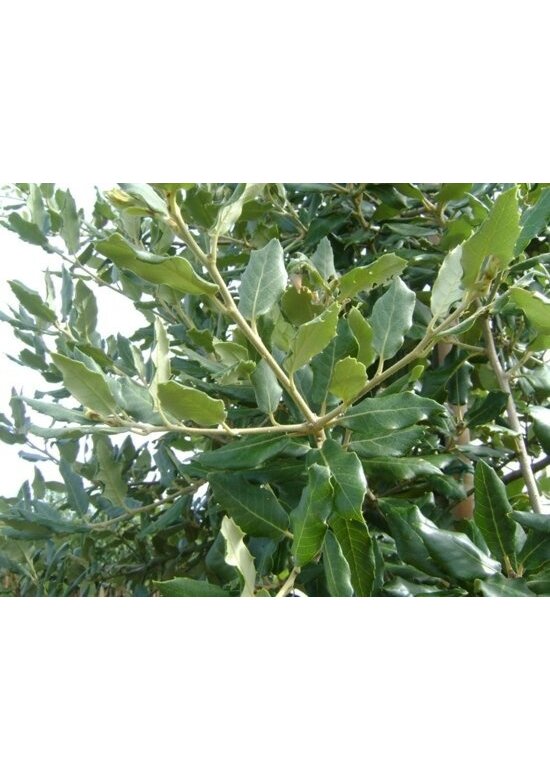 Kleiner Stein-Eiche | Quercus ilex