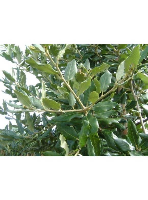 Kleiner Stein-Eiche | Quercus ilex Kleiner Stein-Eiche | Quercus ilex