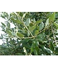 Kleiner Stein-Eiche | Quercus ilex