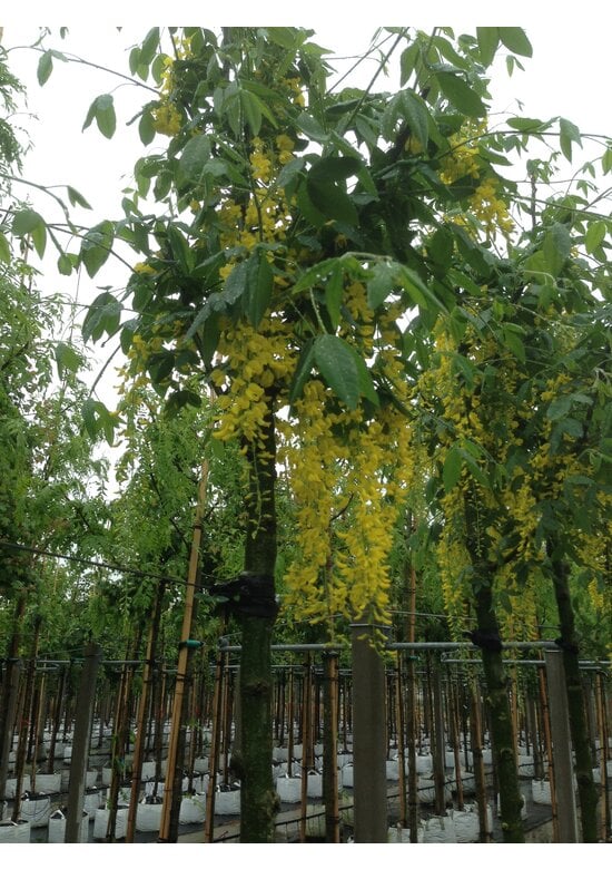 Edel-Goldregen 'Vossi' | Laburnum watereri 'Vossii'