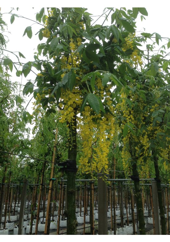 Edel-Goldregen 'Vossi' | Laburnum watereri 'Vossii' Edel-Goldregen 'Vossi' | Laburnum watereri 'Vossii'