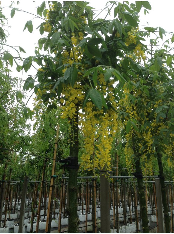 Edel-Goldregen 'Vossi' | Laburnum watereri 'Vossii' Edel-Goldregen 'Vossi' | Laburnum watereri 'Vossii'