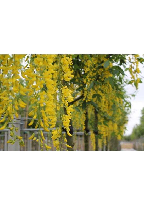 Edel-Goldregen 'Vossi' | Laburnum watereri 'Vossii'