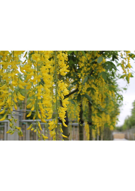 Edel-Goldregen 'Vossi' | Laburnum watereri 'Vossii'