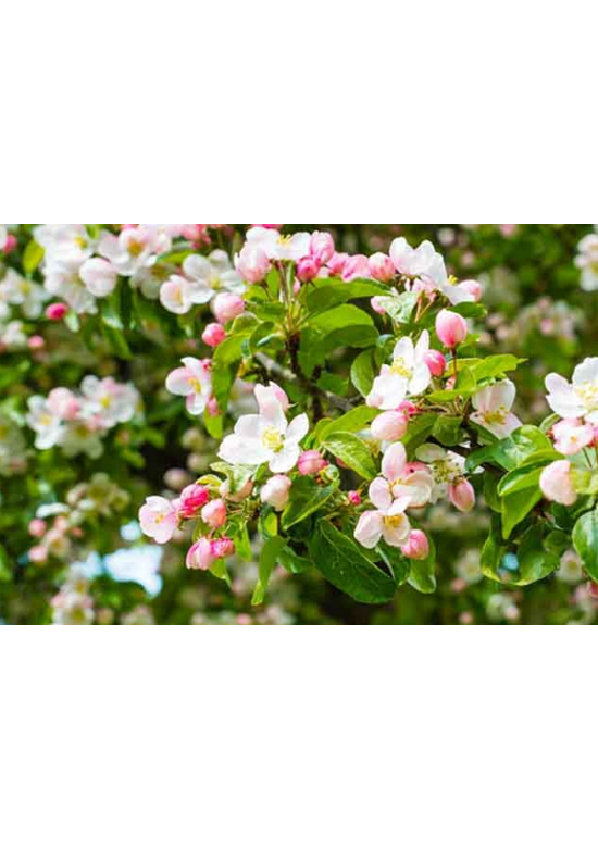 Zierapfel 'Evereste' | Malus 'Evereste'