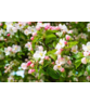 Zierapfel 'Evereste' | Malus 'Evereste'