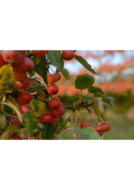 Zierapfel 'Evereste' | Malus 'Evereste'