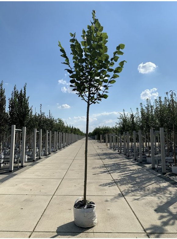 Sommerlinde | Tilia platyphyllos Sommerlinde | Tilia platyphyllos