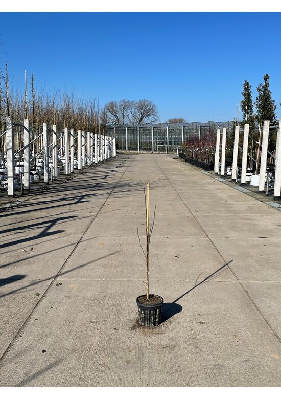 Kleiner Kobushi-Magnolie | Magnolia kobus