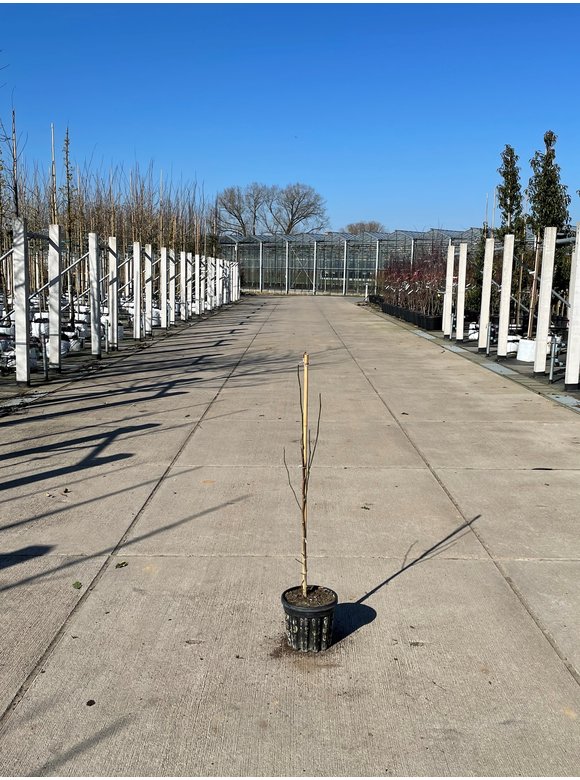 Kleiner Kobushi-Magnolie | Magnolia kobus Kleiner Kobushi-Magnolie | Magnolia kobus