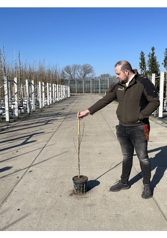 Kleiner Kobushi-Magnolie | Magnolia kobus