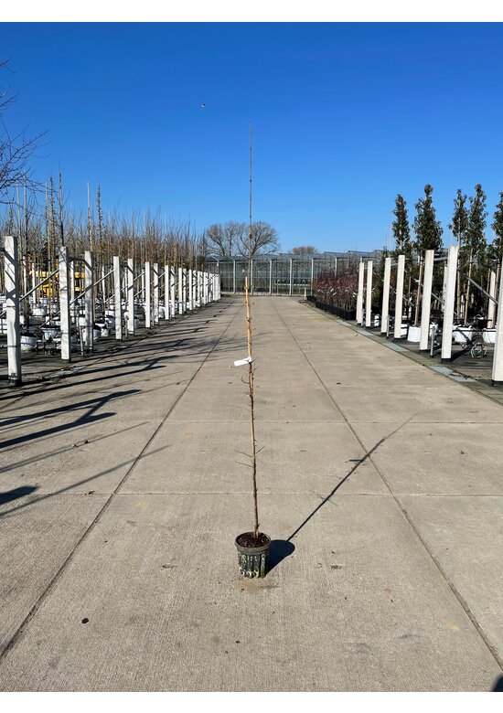 Kleiner Kornelkirsche - Herlitze - Dirlitze | Cornus mas