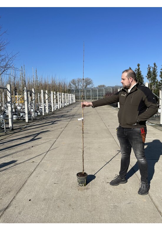 Kleiner Kornelkirsche - Herlitze - Dirlitze | Cornus mas