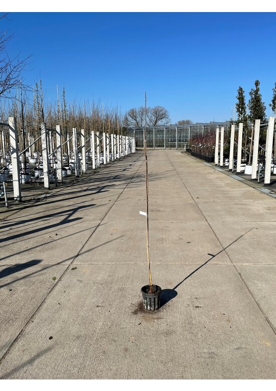 Kleiner Blasenbaum | Koelreuteria paniculata Kleiner Blasenbaum | Koelreuteria paniculata