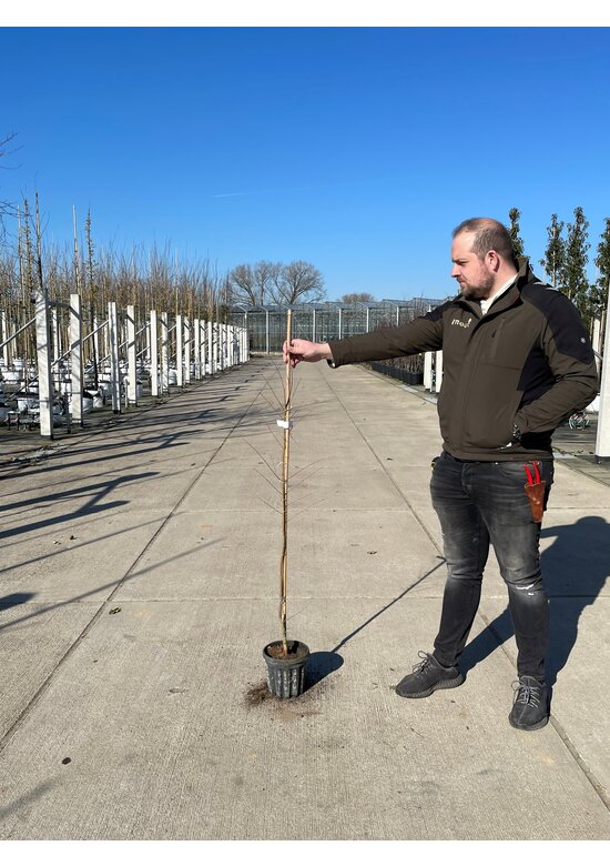 Kleiner Fächer-Ahorn | Acer palmatum