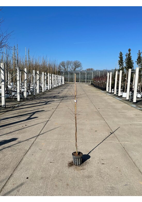 Kleiner Fächer-Ahorn | Acer palmatum