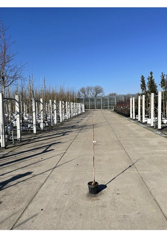 Kleiner Ginkgobaum - Fächerblattbaum | Ginkgo biloba