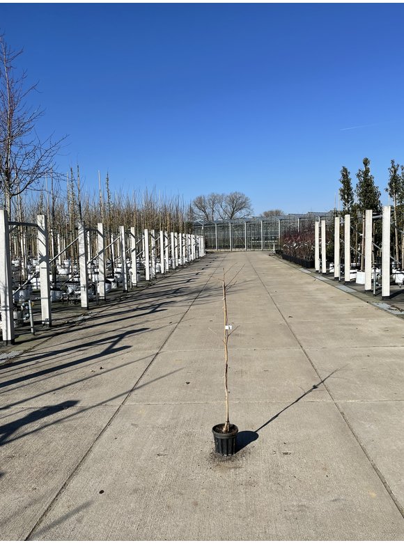 Kleiner Ginkgobaum - Fächerblattbaum | Ginkgo biloba Kleiner Ginkgobaum - Fächerblattbaum | Ginkgo biloba