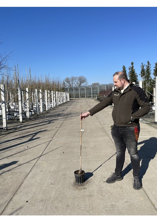 Kleiner Ginkgobaum - Fächerblattbaum | Ginkgo biloba