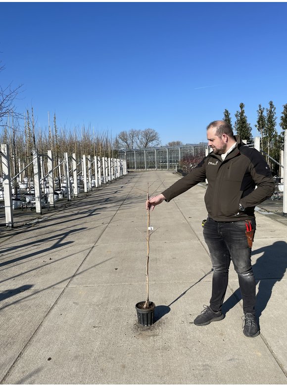 Kleiner Ginkgobaum - Fächerblattbaum | Ginkgo biloba Kleiner Ginkgobaum - Fächerblattbaum | Ginkgo biloba