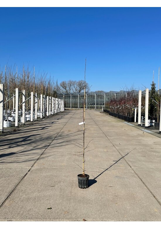 Kleiner Kurpfalzmispel | Mespilus germanica