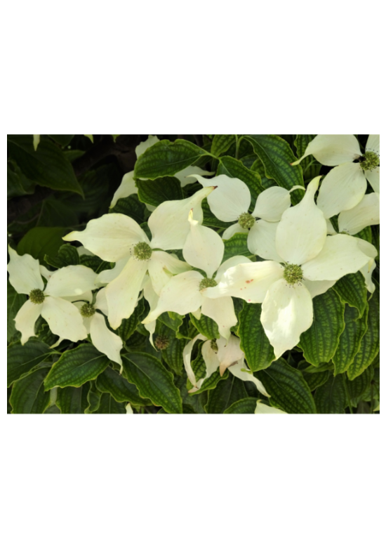 Kleiner Chinesischer Blumenhartriegel | Cornus kousa Kleiner Chinesischer Blumenhartriegel | Cornus kousa