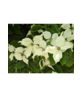 Kleiner Chinesischer Blumenhartriegel | Cornus kousa Kleiner Chinesischer Blumenhartriegel | Cornus kousa