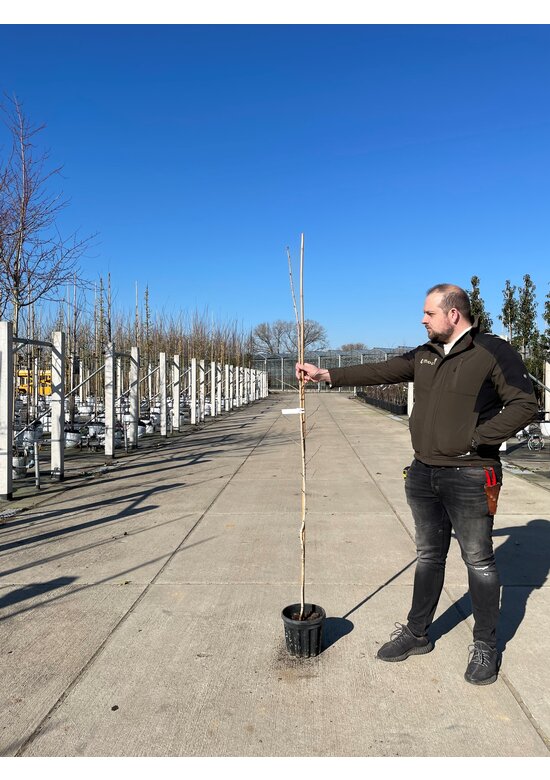 Kleiner Baumhasel | Corylus colurna Kleiner Baumhasel | Corylus colurna