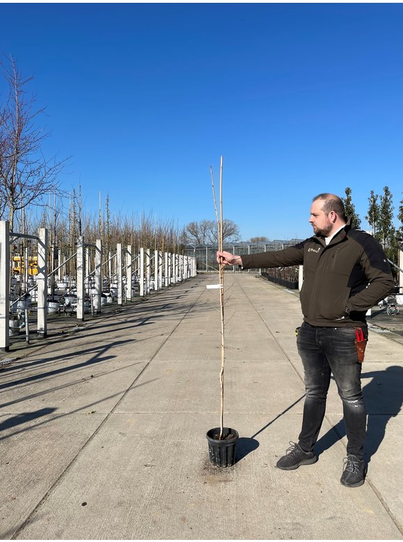 Kleiner Baumhasel | Corylus colurna Kleiner Baumhasel | Corylus colurna