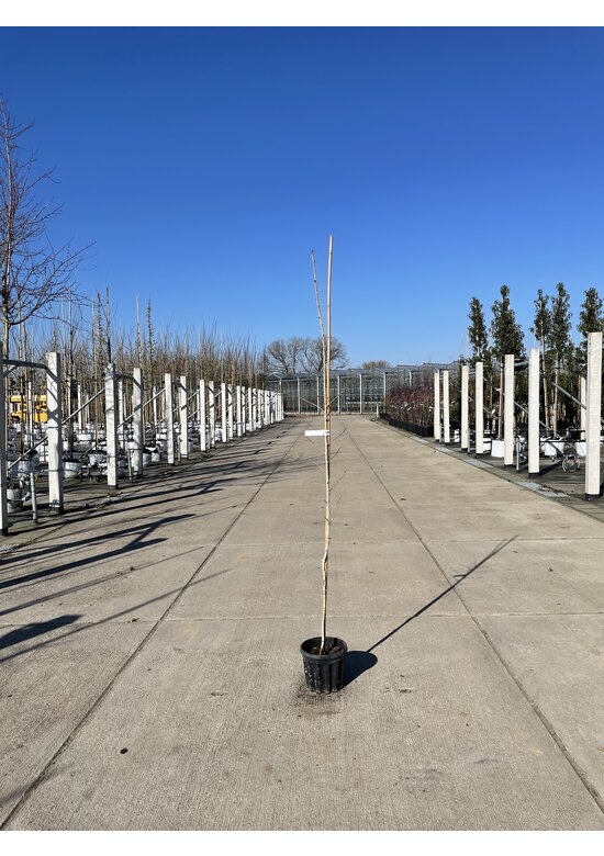 Kleiner Baumhasel | Corylus colurna Kleiner Baumhasel | Corylus colurna
