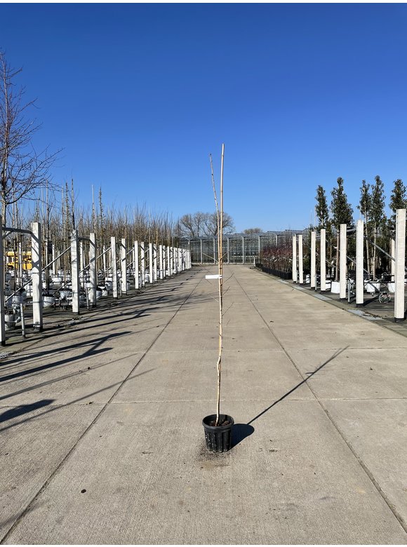Kleiner Baumhasel | Corylus colurna Kleiner Baumhasel | Corylus colurna