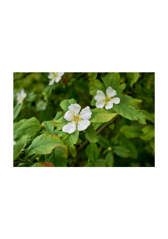 Kleiner Kurpfalzmispel | Mespilus germanica