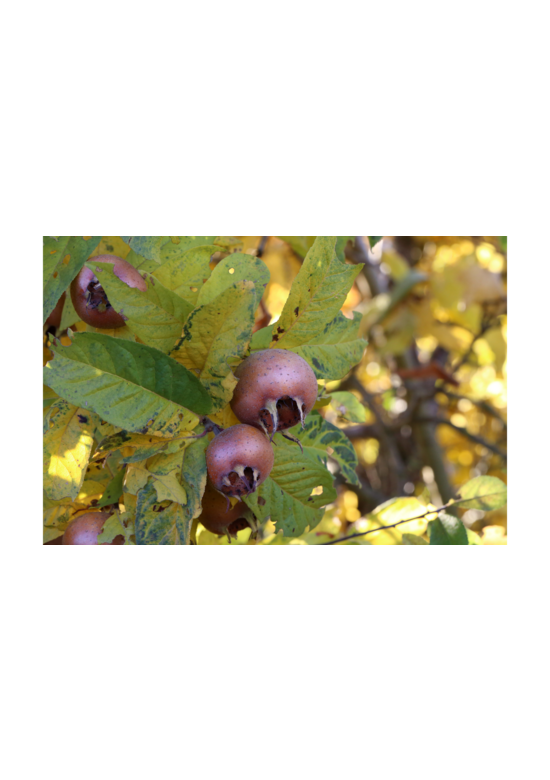 Kleiner Kurpfalzmispel | Mespilus germanica