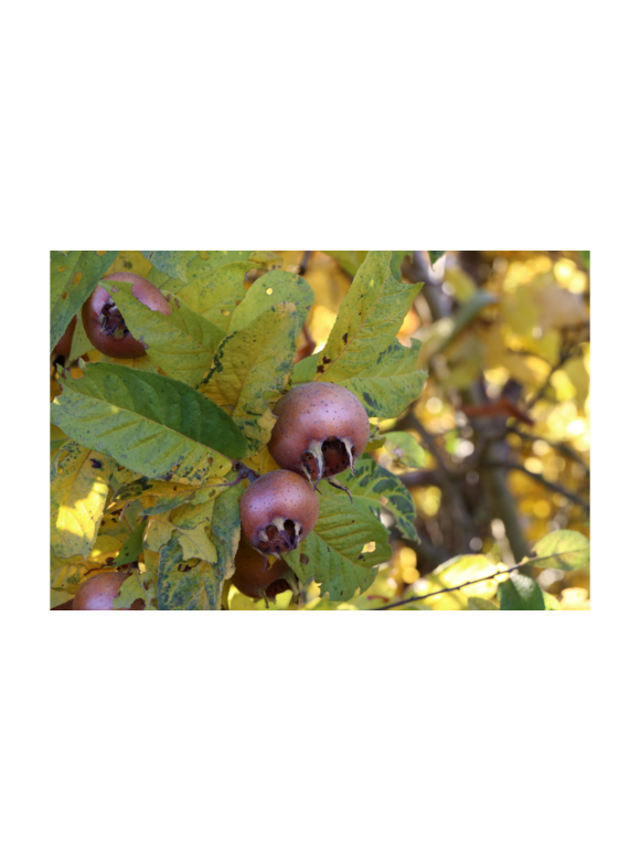 Kleiner Kurpfalzmispel | Mespilus germanica Kleiner Kurpfalzmispel | Mespilus germanica