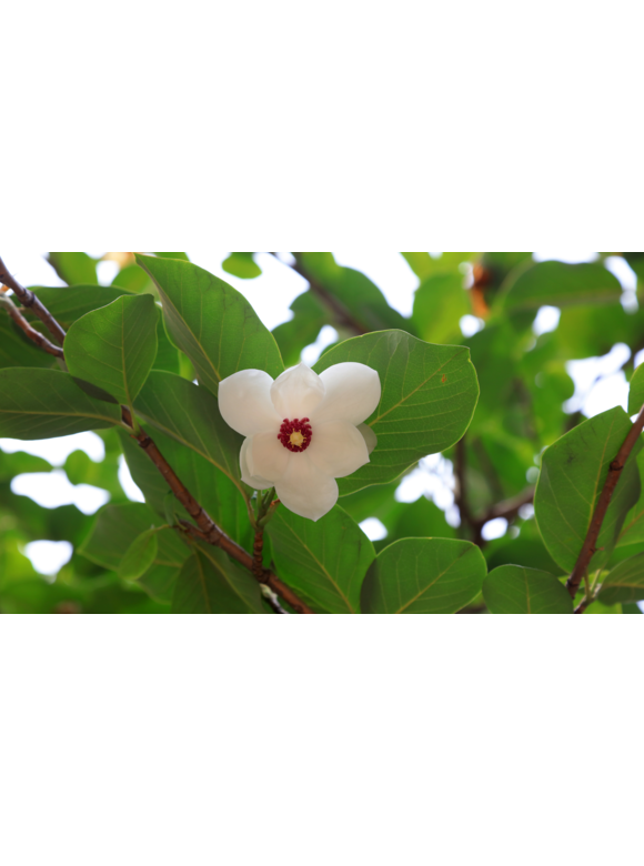 Kleiner Sommermagnolie | Magnolia sieboldii Kleiner Sommermagnolie | Magnolia sieboldii