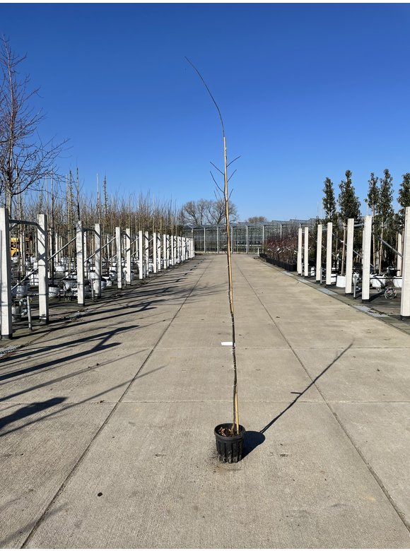 Kleiner Kanadischer Judasbaum | Cercis canadensis Kleiner Kanadischer Judasbaum | Cercis canadensis