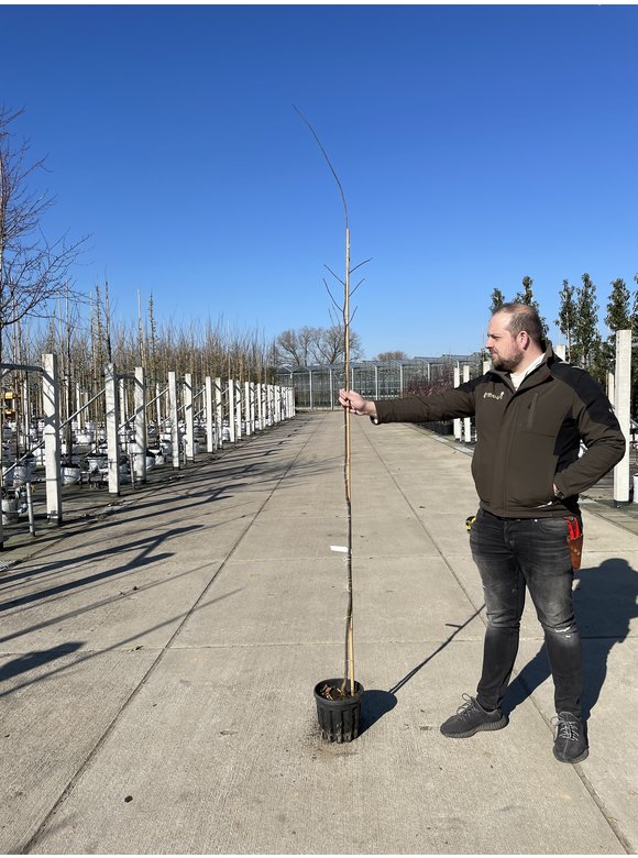 Kleiner Kanadischer Judasbaum | Cercis canadensis Kleiner Kanadischer Judasbaum | Cercis canadensis