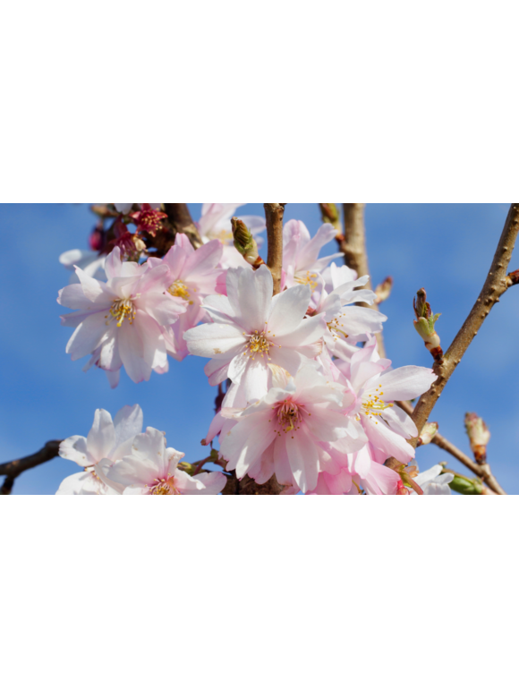 Kleiner Rosa Winterkirsche 'Autumnalis Rosea' | Prunus subhirtella 'Autumnalis Rosea' Kleiner Rosa Winterkirsche 'Autumnalis Rosea' | Prunus subhirtella 'Autumnalis Rosea'