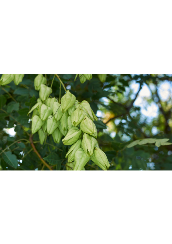 Kleiner Blasenbaum | Koelreuteria paniculata Kleiner Blasenbaum | Koelreuteria paniculata