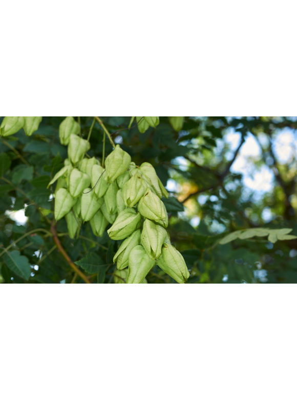 Kleiner Blasenbaum | Koelreuteria paniculata Kleiner Blasenbaum | Koelreuteria paniculata