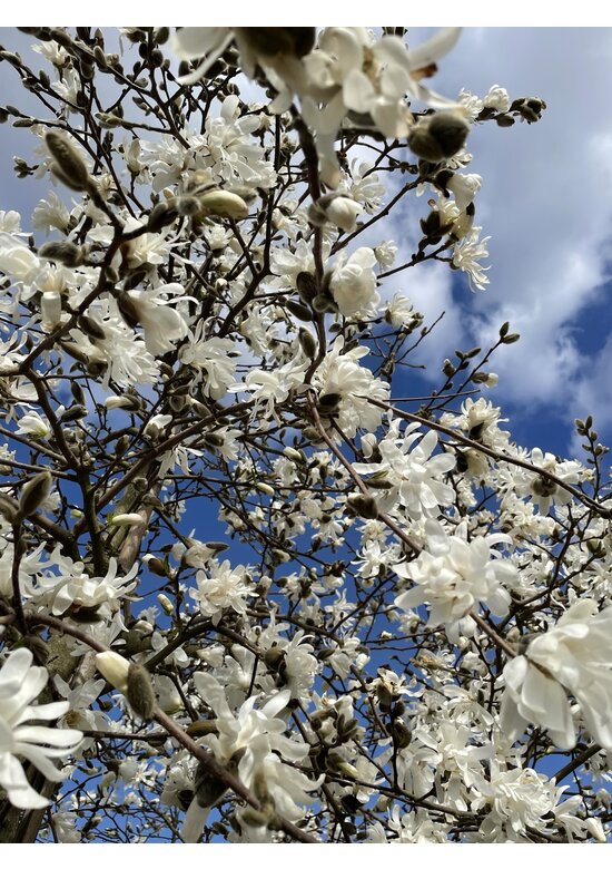 Stermagnolie | Magnolia stellata 'Royal Star'
