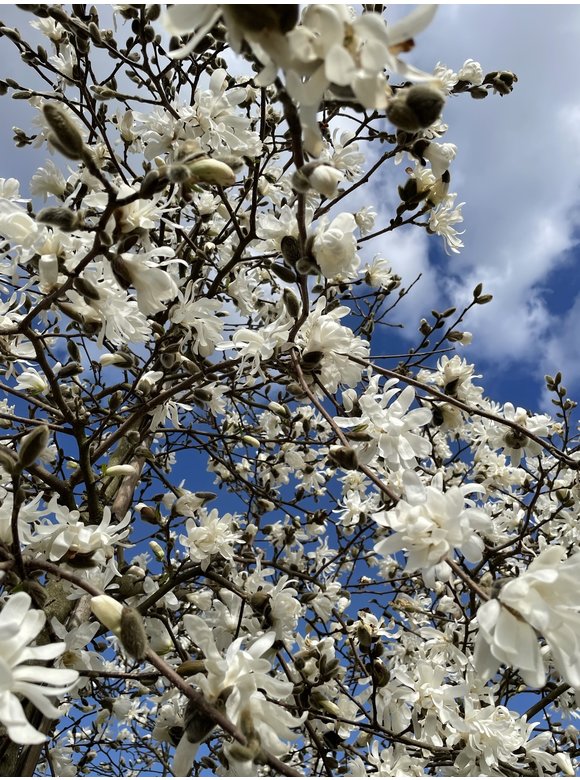 Stern-Magnolie 'Royal Star' | Magnolia stellata 'Royal Star' Stern-Magnolie 'Royal Star' | Magnolia stellata 'Royal Star'