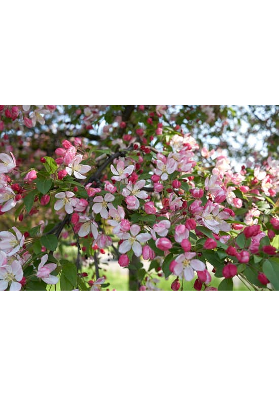Vielblütiger Zierapfel 'Floribunda' | Malus 'Floribunda'