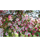 Vielblütiger Zierapfel 'Floribunda' | Malus 'Floribunda'