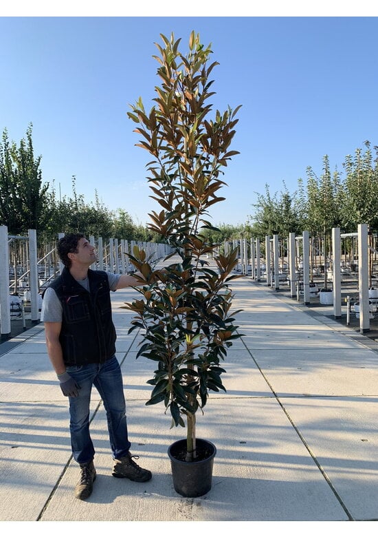 Magnolie 'Alta' | Magnolia grandiflora 'Alta'