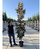 Magnolie 'Alta' | Magnolia grandiflora 'Alta'