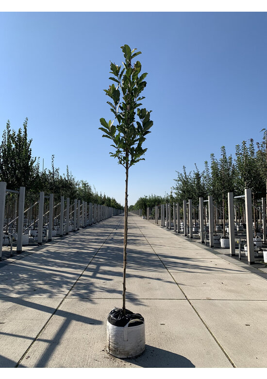 Rosa Stern-Magnolie 'Leonard Messel' | Magnolia loebneri 'Leonard Messel'