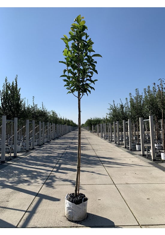 Kobushi Magnolie | Magnolia kobus